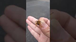 キイロスズメバチのオスが地面で弱ってました