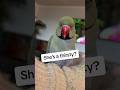 Talking Up A Storm Talkingparrot Talkingbird Cuteanimals Funnyanimals Parrot Irn