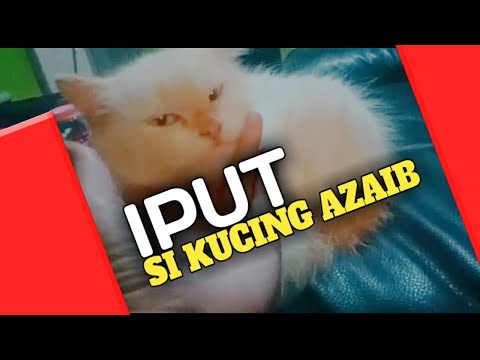 BAYI IPUT ADA 4 GAES..