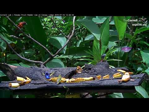 Fledgling Male Red-legged Honeycreeper Forages Among A Variety Of Species – July 16, 2019