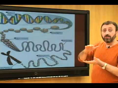 G1 - Saiba mais sobre as estruturas do núcleo celular do DNA