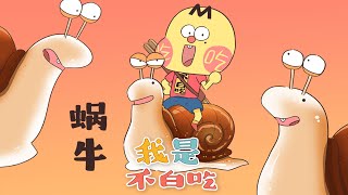 【我是不白吃】1 蜗牛奇葩的身体构造你知道吗？丨我是不白吃 Mr.foodie