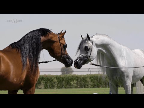 🌟⁣ DUBAI STUD 🌟⁣ Open House 2022