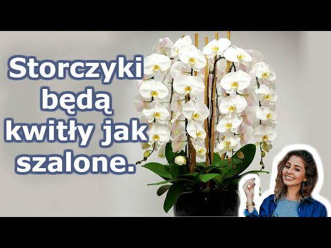 , title : 'A twoja orchidea zakwitnie przez cały rok. 7 ważnych sekretów pielęgnacji storczyków'