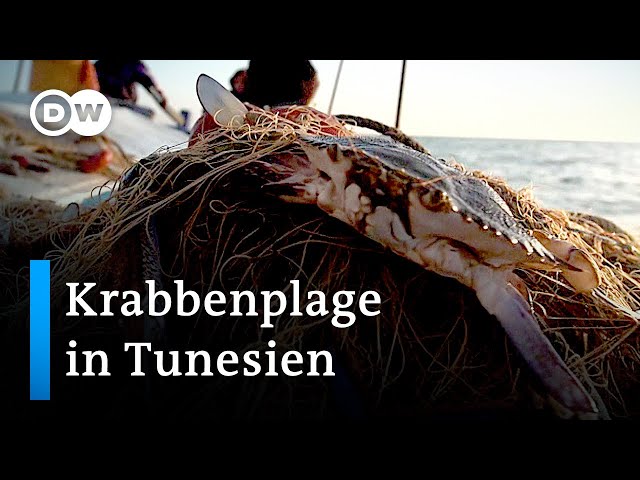 Pronúncia de vídeo de Blaue em Alemão