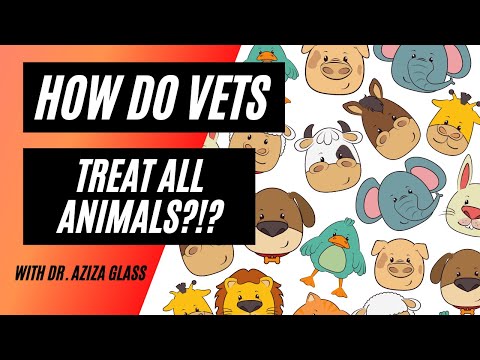 How Veterinarians Treat Different Animals