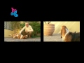 Basset Hound - Basset Hound - español - Programa Hot Dog
