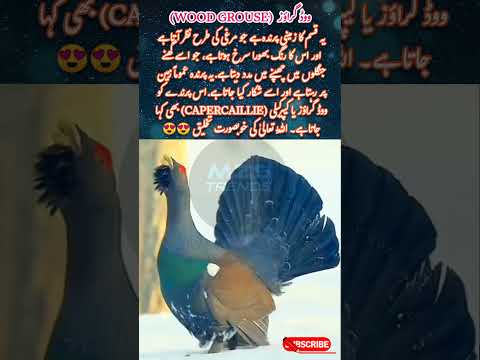 Majestic Capercaillie #birds #shorts #mzstrends #trending #foryou #woodgrouse