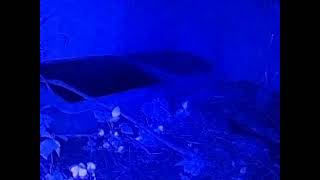 ダルマガエル ライブ 2026/07/02 16:00から2026/07/03 03:55