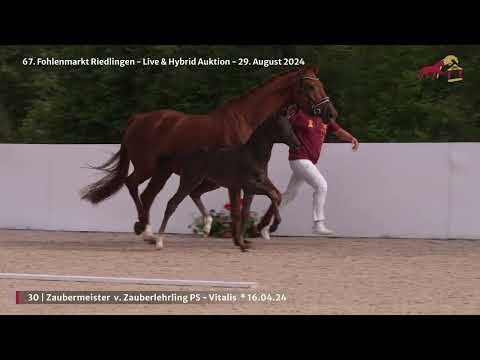 KN 30 - HF v. Zauberlehrling PS - Vitalis