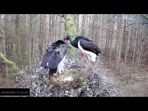 Bociany czarne online 2022 - Myszołów niepokoi Fer 26.04.2022 11:17