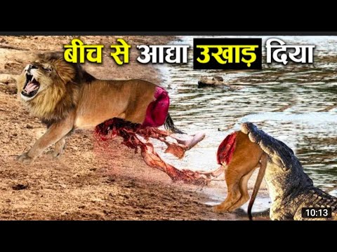 Sounds of Mountain Rivers and Forest Birds Singing. / @King PL 3940 @MRINDIANHACKER