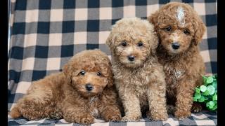 Video preview image #1 Poodle (Miniature) Puppy For Sale in DORNSIFE, PA, USA