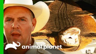 Illegal Alligator Vendor Is Caught Red Handed | Lone Star Law