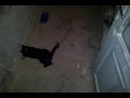 Бандеровская кошка съела мышку 