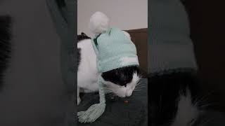 New hat 😹🙈 #foryou #cat #catlover #love #cute #humor #shorts