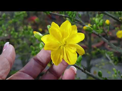 Những Cây Mai Nguyên Thủy Có Mặt Bông Rất Đẹp Và Giá Rẻ Tại Chợ Hoa Quảng Trường Tỉnh Đồng Nai.