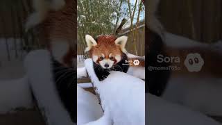 雪にはしゃぐ動物！