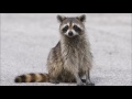 Animal sounds: Racoon chitters