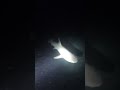 SHARK ATTACK AT NIGHT! White Tip Reef Shark attacks diver on night dive! 🦈#shark