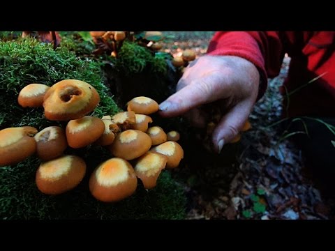 Foranderlig Skælhat/ Svampeekspert Sten Larris/ Djursland 2015