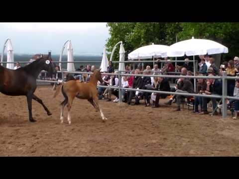HF von Davidas/Fohlenschau Hörstein