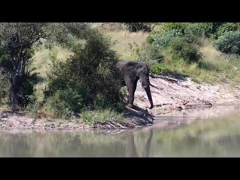 Djuma: Lone Elephant bull - 14:09 - 04/06/20