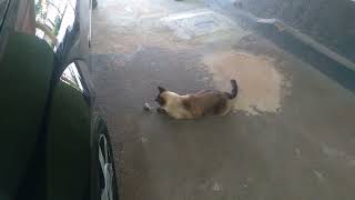 O RATO SE DANOU COM O GASPAR