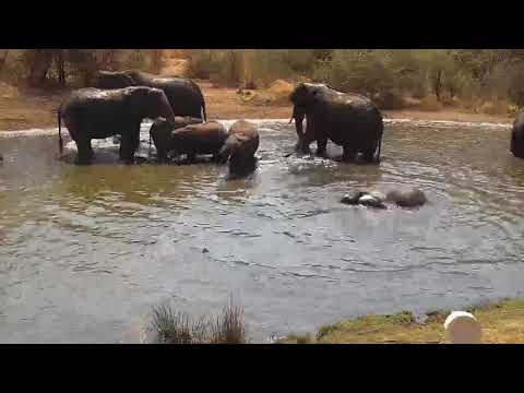 Kwa: Elephants drinking - 12:10 - 08/30/19