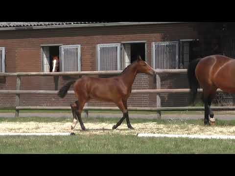 Fohlenrundfahrt 2021 - 01 Hengstfohlen v. Labbadio