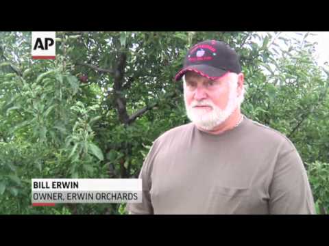 Spring Freeze Damages Great Lakes Apple Crop