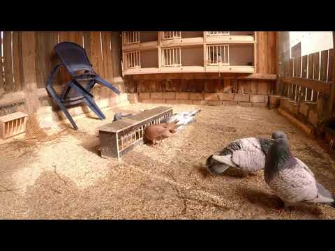 Luchstauben Schlagupdate 10. März 19