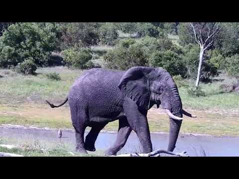 Djuma: Lone Elephant bull - 15:44 - 01/12/2023