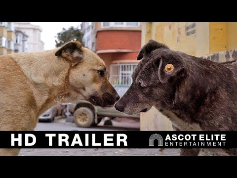 Streuner - Unterwegs mit Hundeaugen Trailer Deutsch