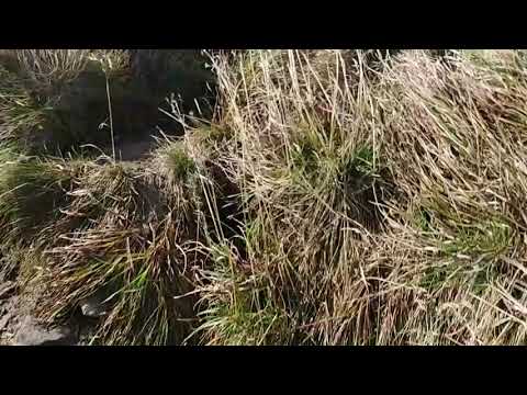 At the top of the Goverla Mountain