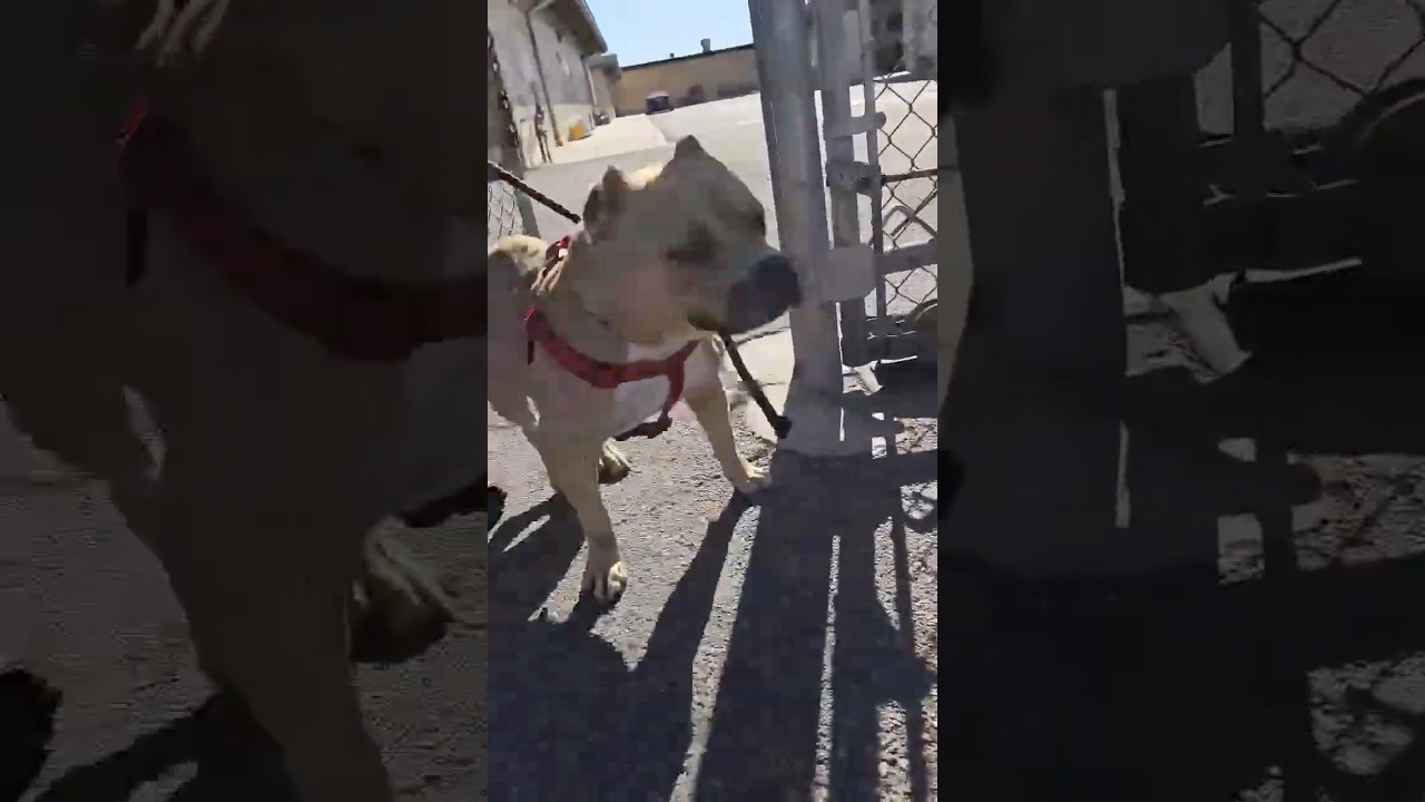 Enlarge Kora, a ADOPTABLE mixed breed in Huntington Beach, CA video 6/6