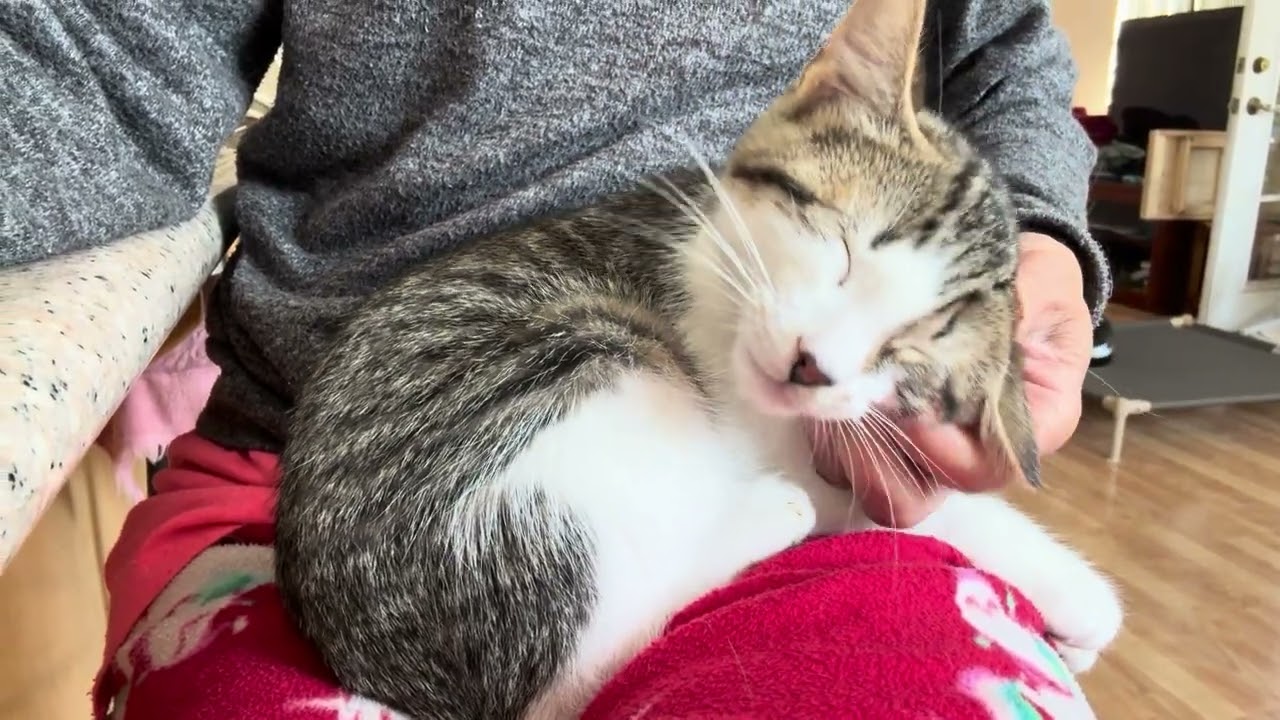 Enlarge Paul, a Adoptable mixed breed in Sunnyvale, CA video 3/6