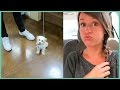 PUPPY + DRAMA! - Jenna Ezarik PUPPY + DRAMA!