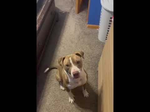 Gringo, an adoptable Pit Bull Terrier & Shar-Pei Mix in Minneapolis, MN_image-1