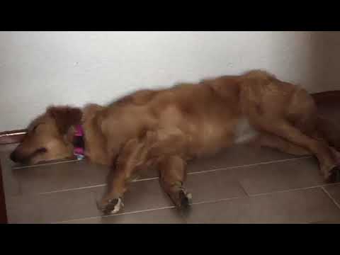 IMPRESIONANTE!!!! PERRO EN EL TERREMOTO DE MEXICO!!!!!! (en sus sueños)