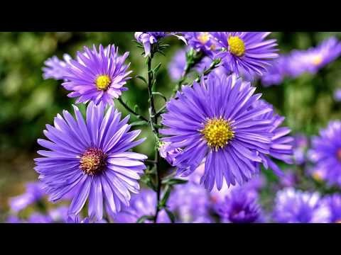 A Minute with Nature - Native Species