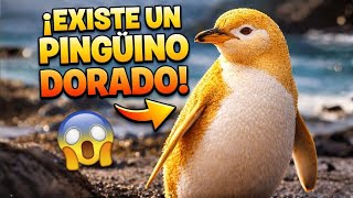 Un Pingüino DORADO? SI EXISTE ¡No es IA! El Ave Más RARA del MUNDO!