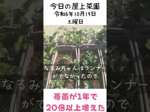 春にイチゴを植える