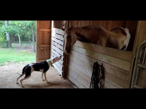 Dog meets Horse for the first time