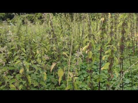 download lagu mp3 mp4 Firildi, download mp3 Firildi free download mp3, download mp3 Firildi