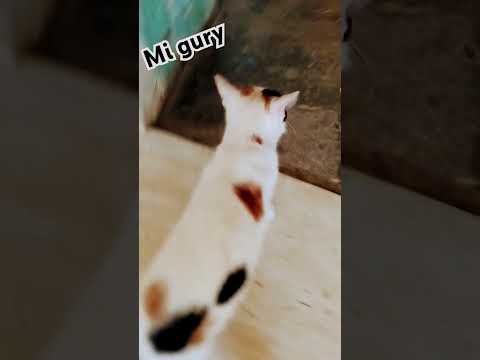 Mi gury #Cat