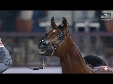 N 137 ASAYEL RASHIQ   KIAHF 2025   Arabian Peninsula Horse Show   Senior Stallions Class 6B Class 6B