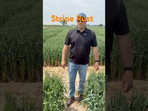 Stripe rust moves quick make sure you scout, see, and spray #seriousaboutwheat #thewheatteam