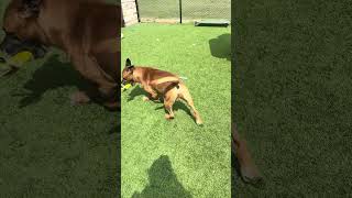 Video preview image #1 Boxer-Unknown Mix Puppy For Sale in Rowlett, TX, USA