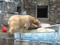 Медведь Нанук в Николаевском зоопарке 